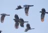 A flock of South-eastern Red-tailed Black-Cockatoos near Mill Swamp. Photo Credit: Chris Farrell